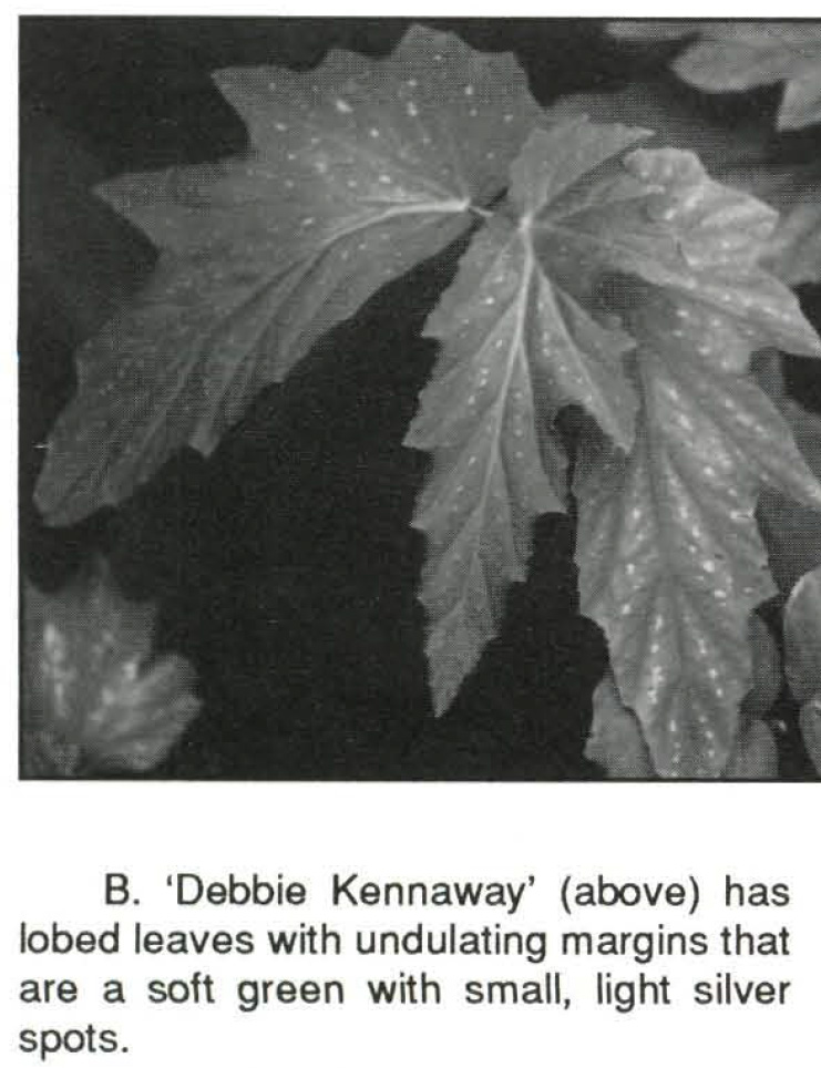 B. ‘Debbie Kennaway’